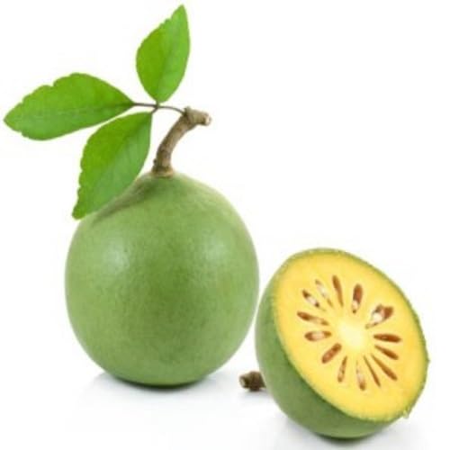 Aegle Marmelos Seeds Green – Heirloom, Non-GMO, High Germination Organic Garden Seeds