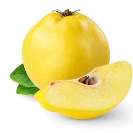 Yellow Chaenomeles Seeds – Heirloom, Non-GMO, High Germination Organic Garden Seeds for Planting