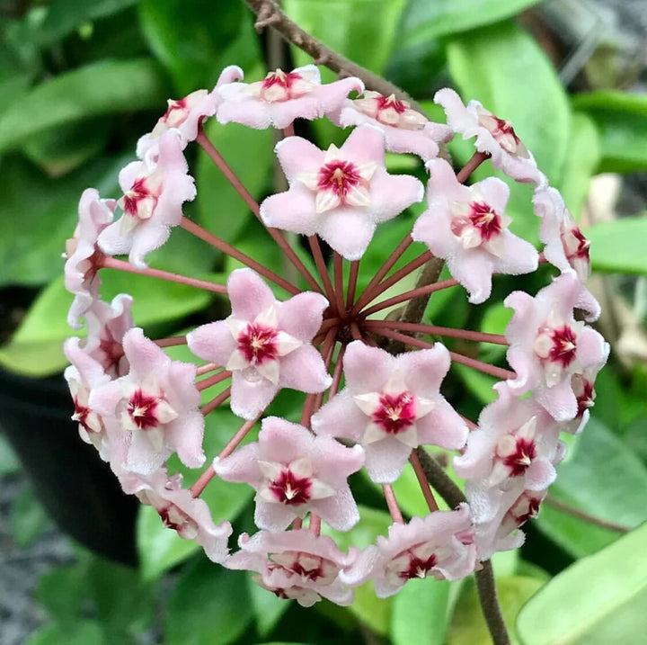 White Pink Hoya Carnosa Flower Seeds Heirloom Non-GMO High Germination Organic Garden Seeds for Planting