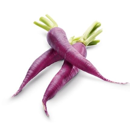 Purple Carrot Seeds – Heirloom, Non-GMO, High Germination Organic Garden Seeds Planting