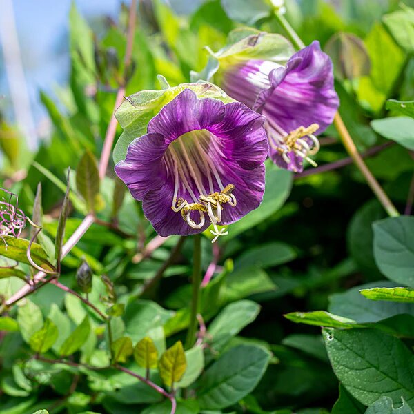 Cobaea Scandens Purple Flower Seeds for Planting Heirloom Non-GMO High Germination Organic Garden Seeds