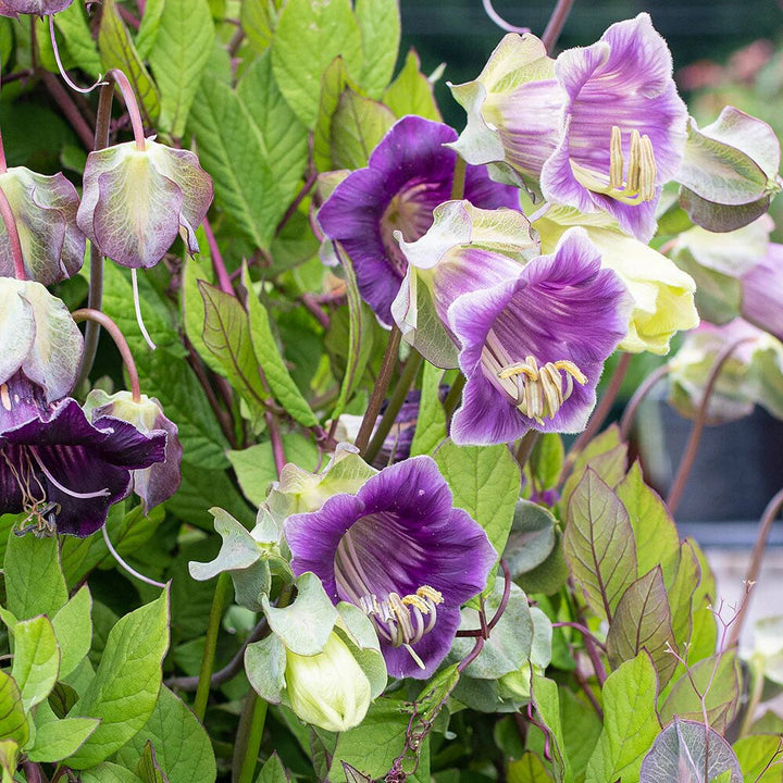 Cobaea Scandens Purple Flower Seeds for Planting Heirloom Non-GMO High Germination Organic Garden Seeds