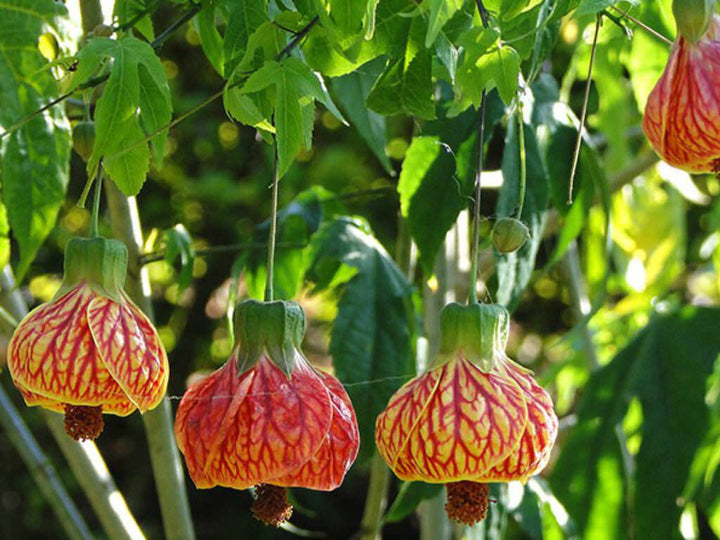 Abutilon Striatum Flower Seeds for Planting – Heirloom Non-GMO High Germination Organic Seeds
