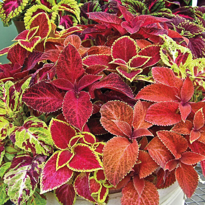 Mixed Coleus Seeds – Heirloom, Non-GMO, High Germination Organic Garden Seeds for Planting | Premium