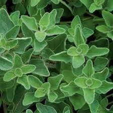 Vulgare Plant herb seeds