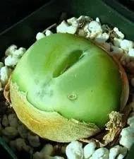 Green Conophytum herb seeds