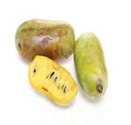 Yellow Paw Paw Seeds – Heirloom, Non-GMO, High Germination Organic Garden Seeds