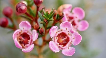 Wax Flower Seeds – Heirloom Non-GMO High Germination Organic Garden Seeds for Planting