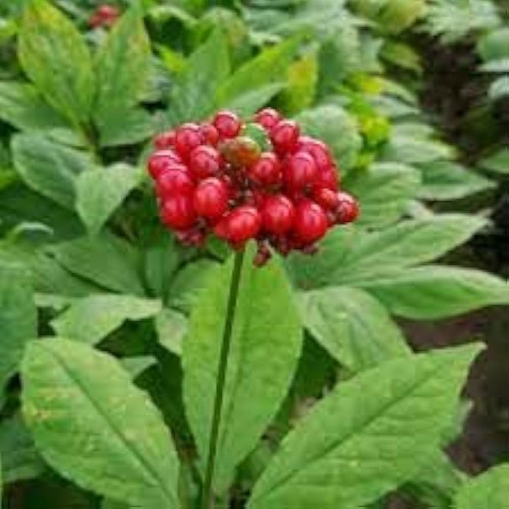 Ginseng Panax herb seeds