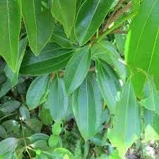 Cinnamon Plant herb seeds