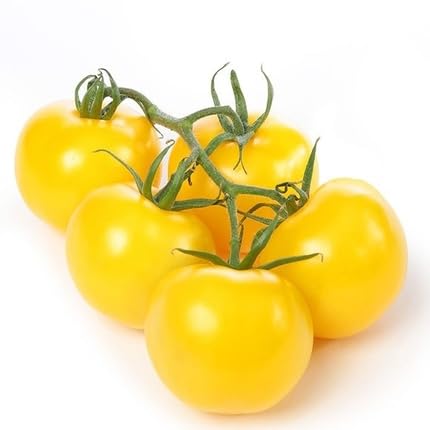 Semillas de tomate amarillo – Herencia, sin OGM, alta germinación Semillas de jardín orgánicas para plantar
