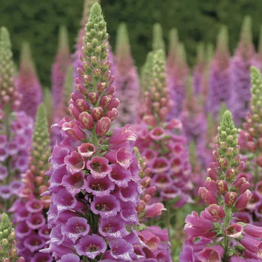 pink white flower seeds