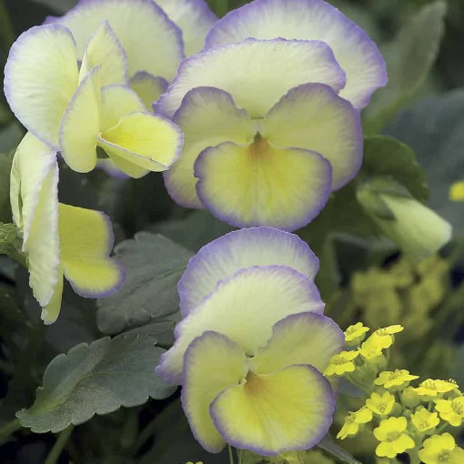 violet yellow flower seeds
