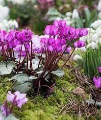 cyclamen flower flower seeds