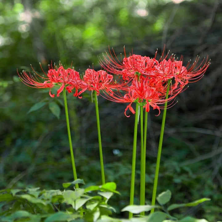 Higanbana Flower Seeds – Heirloom, Non-GMO, High Germination Seeds