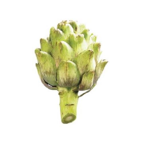 Green Artichoke Seeds – Heirloom, Non-GMO, High Germination Organic Garden Seeds Planting