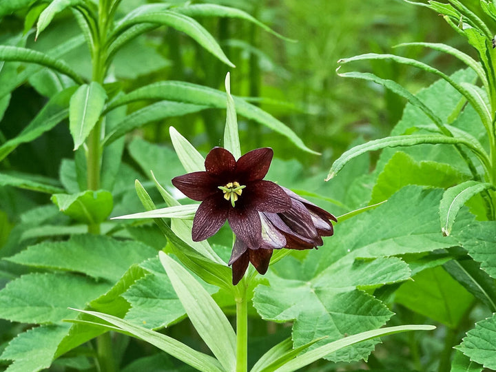 Brown Fritillaria Camschat Censis Flower Seeds – Heirloom, Non-GMO, High Germination, Organic Seeds