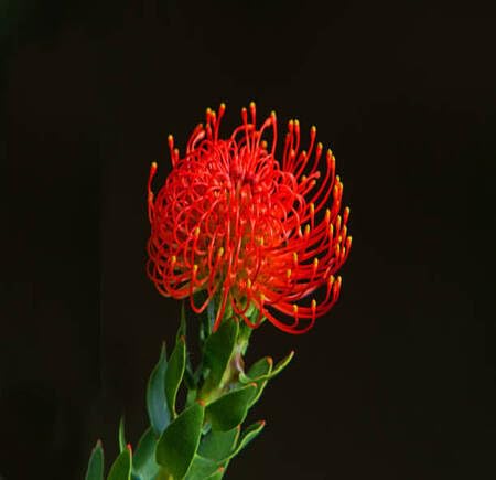 Red Protea Flower Seeds Heirloom Non-GMO High Germination Organic Garden Seeds for Planting