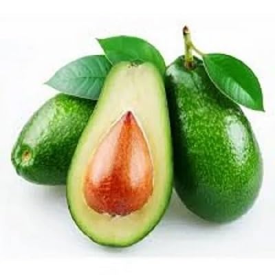 Avocado Seeds Green – Heirloom, Non-GMO, High Germination Organic Garden Seeds