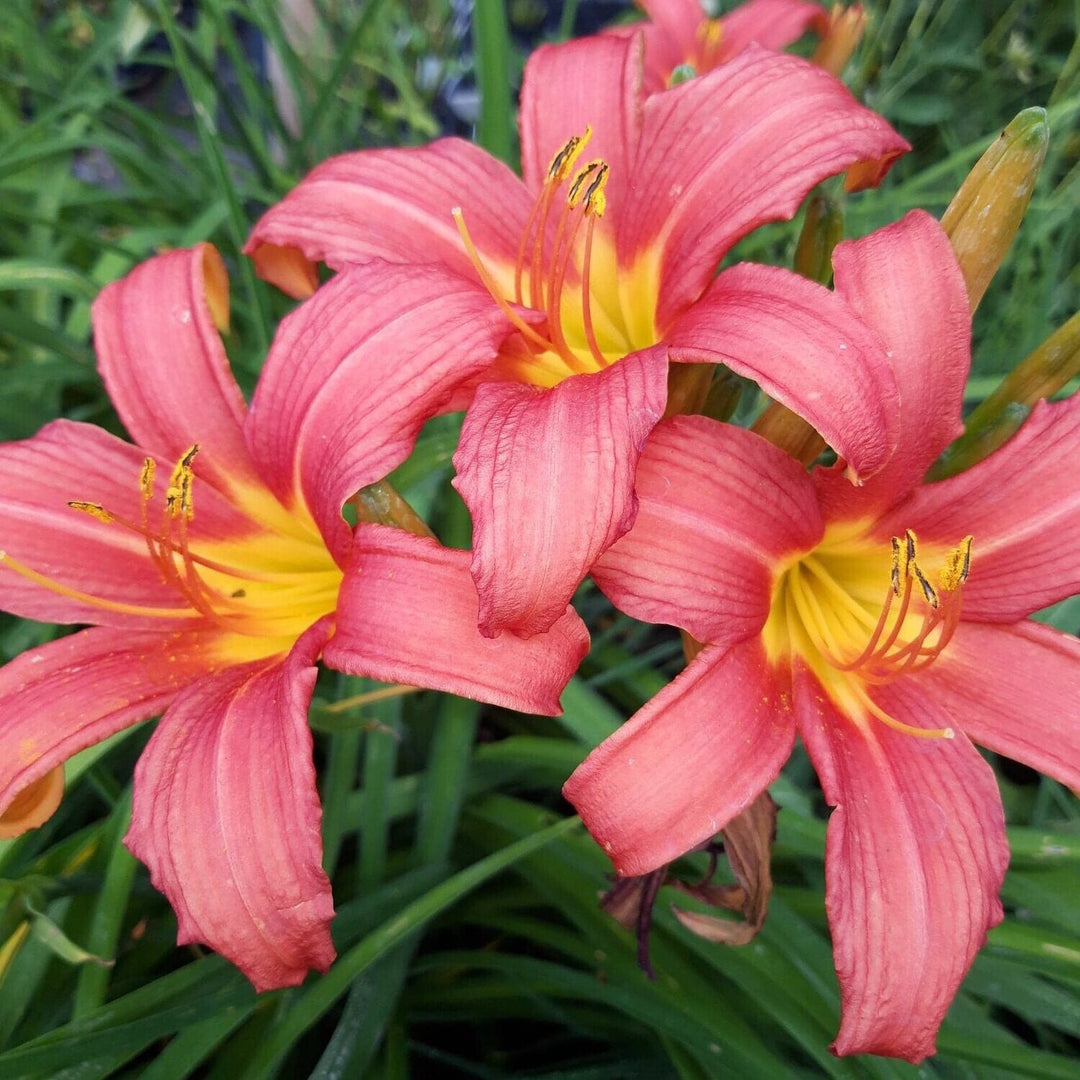 Pink Hemerocallis Damask Daylily Seeds for Planting