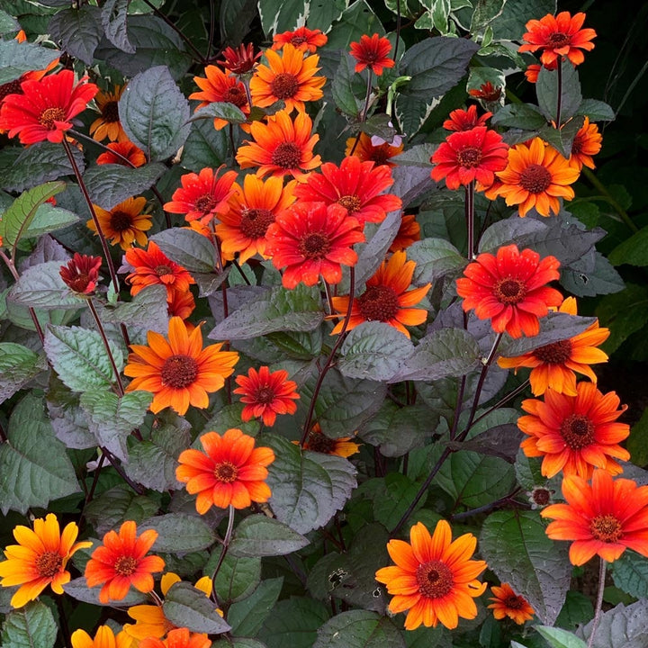 Orange Heliopsis Flower Seeds – Heirloom, Non-GMO, High Germination Seeds