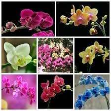 phalaenopsisflowerheirloomnongmo flower seeds