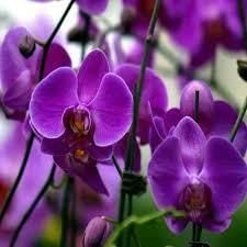 Dark Purple Phalaenopsis Orchid Flower Seeds for Planting Heirloom Non-GMO High Germination Organic Garden Seeds