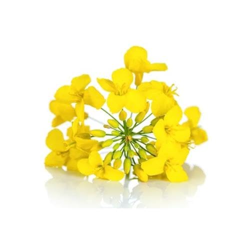 Yellow Rapeseed Flower Seeds Heirloom Non-GMO High Germination Organic Garden Seeds for Planting