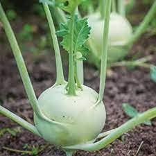 White Kohlrabi Vegetable Seeds – Heirloom, Non-GMO, High Germination Organic Garden Seeds for Planting