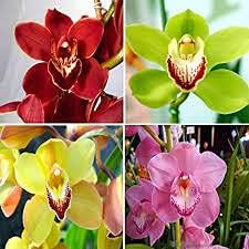 dendrobiummixedcolorflowerheirloomnongmo flower seeds
