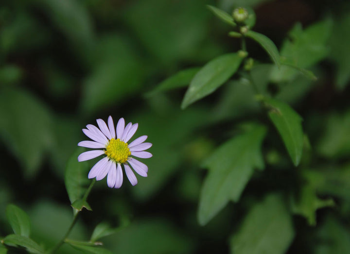Kalimeris Flower Seeds – Heirloom, Non-GMO, High Germination Organic Garden Seeds for Planting