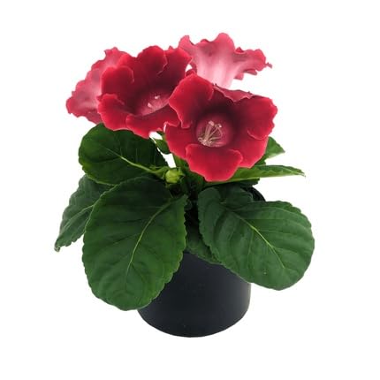 Red Gloxinia Flower Seeds – Heirloom Non-GMO High Germination Organic Garden Seeds for Planting
