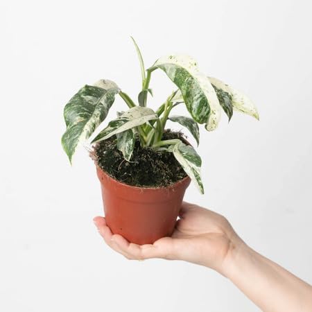 greenpuberulaheirloomnongmo flower seeds