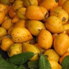 Lucuma Nervosa Samen – Erbstück, gentechnikfrei, hochkeimfähig, Bio-Gartensamen