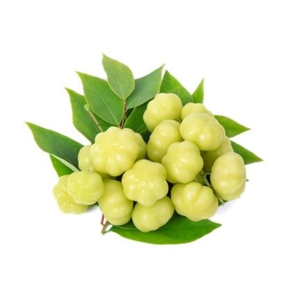 Green Gooseberry Seeds – Heirloom, Non-GMO, High Germination Organic Garden Seeds