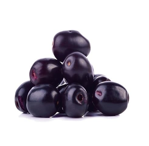 Black Jamun Seeds – Heirloom, Non-GMO, High Germination Organic Garden Seeds