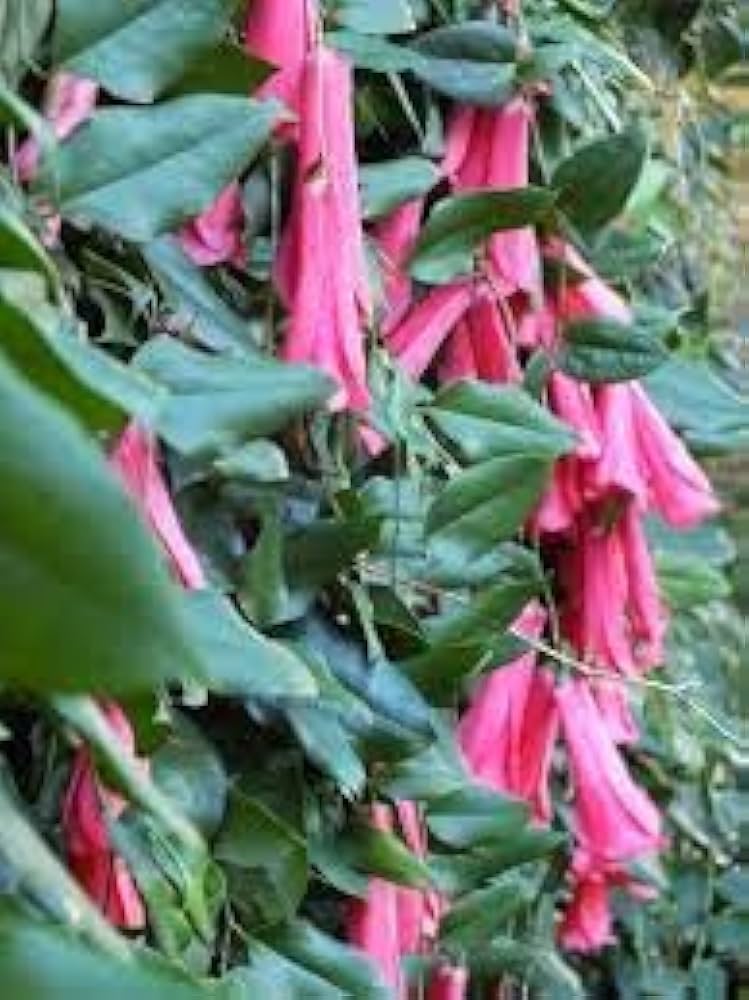 chilean bellflower flower seeds