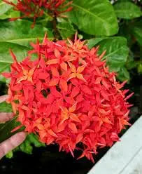 ixora ixora flower seeds