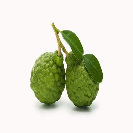 Green Kaffir Lime Seeds – Heirloom, Non-GMO, High Germination Organic Garden Seeds