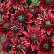 cherry brandy flower seeds