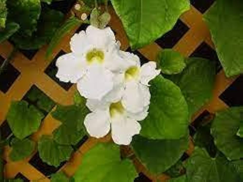 phalaris aquatica flower seeds