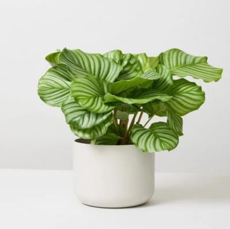 greencalatheaorbifoliaheirloomnongmo flower seeds