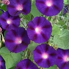 morninggloryflowerheirloomnongmo flower seeds