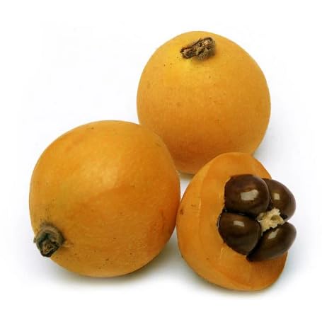 Loquat Seeds – Heirloom, Non-GMO, High Germination Organic Garden Seeds