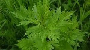 Blumea Plant herb seeds
