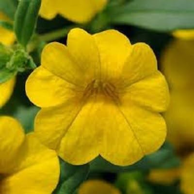 Yellow Calibrchoa Flower Seeds – Heirloom, Non-GMO, High Germination Organic Garden Seeds for Planting