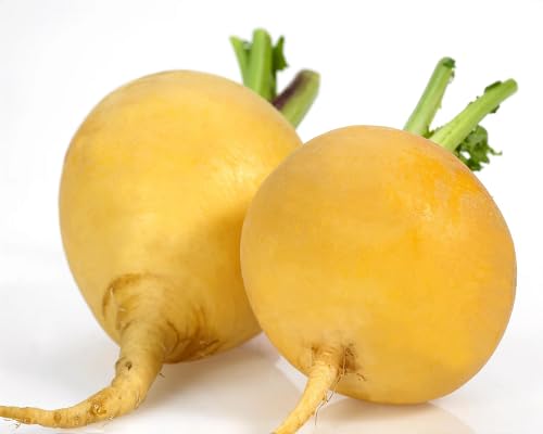 Yellow Turnip Seeds – Heirloom, Non-GMO, High Germination Organic Garden Seeds Planting