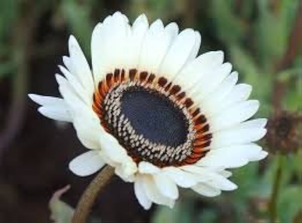 venidium fastuosum flower seeds