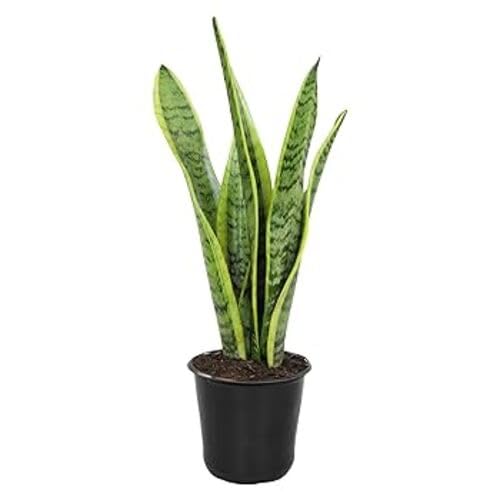 green sansevieria flower seeds