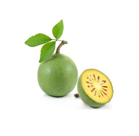 Green Aegle Marmelos Seeds – Heirloom, Non-GMO, High Germination Organic Garden Seeds